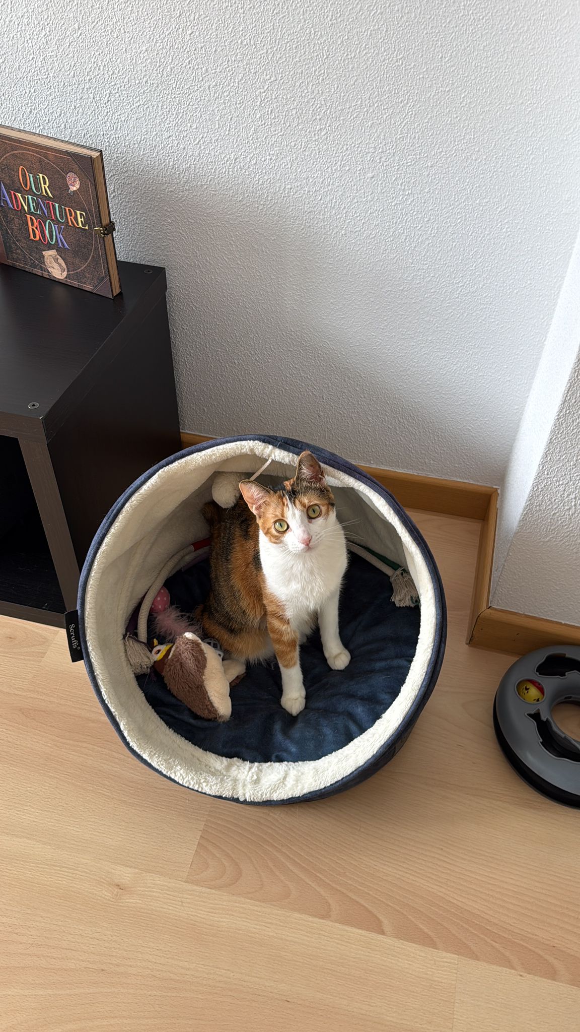 Suki en su camita